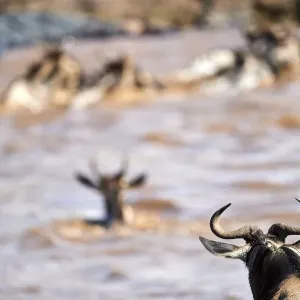 Eastern White-bearded Wildebeest (Connochaetes taurinus) herd swimming across Mara Eastern White-bearded Wildebeest (Connochaetes taurinus) herd swimming across Mara