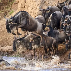 Eastern White-bearded Wildebeest (Connochaetes taurinus) jumping into Mara river on migration Eastern White-bearded Wildebeest (Connochaetes taurinus) jumping into Mara river on migration