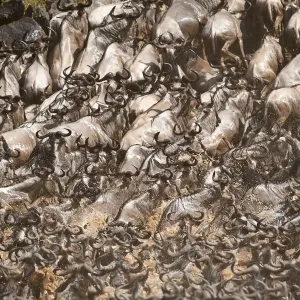 Eastern White-bearded Wildebeest herd (Connochaetes taurinus) climbing bank after crossing river Eastern White-bearded Wildebeest herd (Connochaetes taurinus) climbing bank after crossing river
