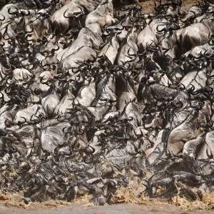 Eastern White-bearded Wildebeest herd (Connochaetes taurinus) climbing bank after crossing river Eastern White-bearded Wildebeest herd (Connochaetes taurinus) climbing bank after crossing river