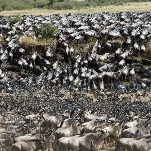 Eastern White-bearded Wildebeest herd (Connochaetes taurinus) crossing the Mara River Eastern White-bearded Wildebeest herd (Connochaetes taurinus) crossing the Mara River