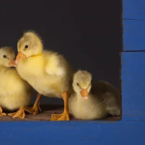 Ebdem Geese Goslings at four days