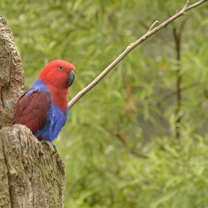 Eclectus parrot (Eclectus roratus) female at nest hollow, captive