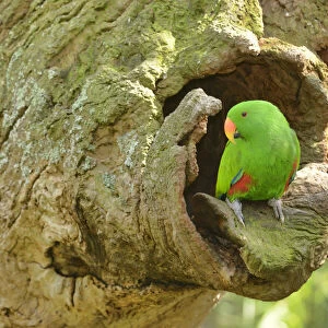 Eclectus parrot (Eclectus roratus) male at nest hole, captive