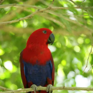 Eclectus parrot (Eclectus roratus) female perched in a tree, The Wildlife Habitat Zoo