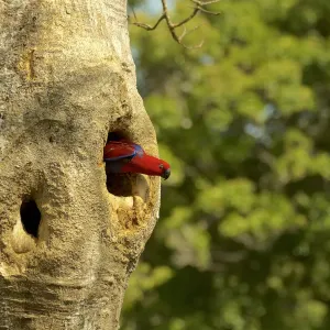 Eclectus Parrot (Eclectus roratus) female peering out from her nest cavity Eclectus Parrot (Eclectus roratus) female peering out from her nest cavity
