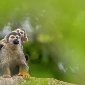 Ecuadorian squirrel monkey (Saimiri cassiquiarensis macrodon) female carrying infant on back in tree, Yasuni National Park, Orellana, Ecuador Ecuadorian squirrel monkey (Saimiri cassiquiarensis macrodon) female carrying infant on back in tree, Yasuni National Park, Orellana, Ecuador