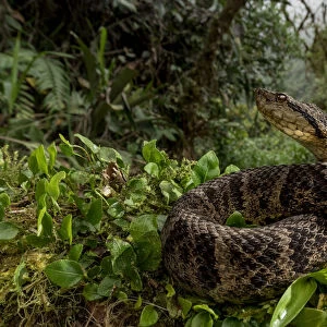 Ecuadorian toadheaded viper (Bothrops campbelli) curled up, Mindo, Pichincha, Ecuador