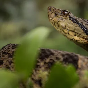 Ecuadorian toadheaded viper (Bothrops campbelli) portrait, Mindo, Pichincha, Ecuador