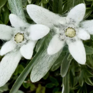 Two Edelweiss (Leontopodium alpinum) flowers, Triglav National Park, Slovenia, July 2009