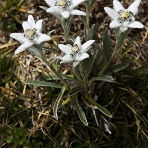Edelweiss (Leontopodium alpinum) plant in flower, Triglav National Park, Slovenia