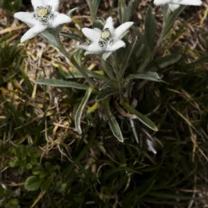 Edelweiss (Leontopodium alpinum) plant in flower, Triglav National Park, Slovenia