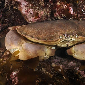 Edible crab (Cancer pagurus), St Abbs (St Abbs and Eyemouth Voluntary Marine Reserve)