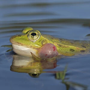 Edible frog (Rana esculenta) male calling at pond surface, Klein Schietveld, Brasschaat