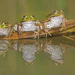 Three Edible Frogs (Rana esculenta) on a log in water. Switzerland, Europe, July