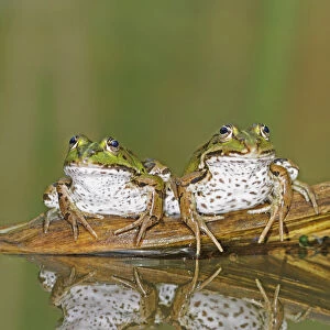 Edible Frogs (Rana esculenta) on log in water. Switzerland, Europe, July