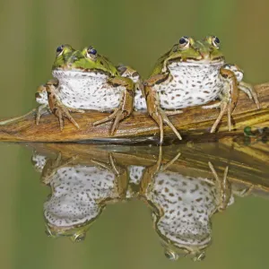 Edible Frogs (Rana esculenta) on log in water. Switzerland, Europe, July Edible Frogs (Rana esculenta) on log in water. Switzerland, Europe, July
