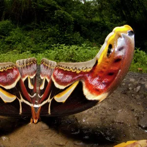 Edwards Atlas Moth (Attacus edwardsii) in defensive posture, Bhutan, June