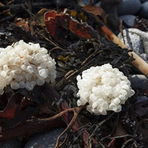 Eggs of Common whelk (Buccinum undatum) on seaweed washed up on beach, Sark, British