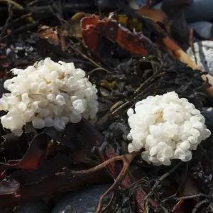 Uova di Buccinum undatum (Buccinum undatum) su alghe lavate sulla spiaggia, Sark, Britannico. Uova di Buccinum undatum (Buccinum undatum) su alghe lavate sulla spiaggia, Sark, Britannico.