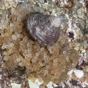 Uova di Taurulo (Taurulus bubalis) sulla riva del mare, forse. Uova di Taurulo (Taurulus bubalis) sulla riva del mare, forse.