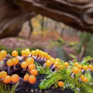 Huevos de la forma fructífera del moho de lodo salmón (Trichia decipiens) cubren un tallo de encina cubierto de musgo. Cada esfera naranja vista aquí mide aproximadamente 0,7 mm de diámetro, Padley Gorge, Derbyshire, Reino Unido. Noviembre. Huevos de la forma fructífera del moho de lodo salmón (Trichia decipiens) cubren un tallo de encina cubierto de musgo. Cada esfera naranja vista aquí mide aproximadamente 0,7 mm de diámetro, Padley Gorge, Derbyshire, Reino Unido. Noviembre.