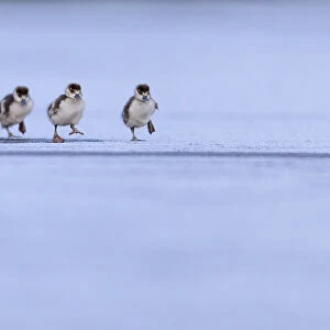 Three Egyptian geese (Alopochen aegyptiaca) goslings running across frozen lake, London, UK. February