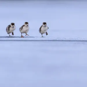 Three Egyptian geese (Alopochen aegyptiaca) goslings running across frozen lake, London, UK. February Three Egyptian geese (Alopochen aegyptiaca) goslings running across frozen lake, London, UK. February