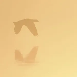 Egyptian goose in flight, London print Egyptian goose in flight, London print
