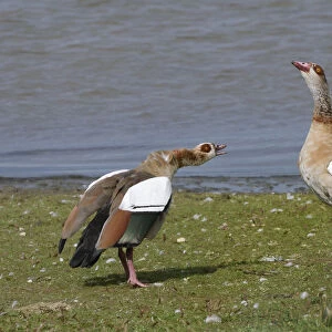 Egyptian goose (Alopochen aegyptiacus) in an aggressive head down challenge to another
