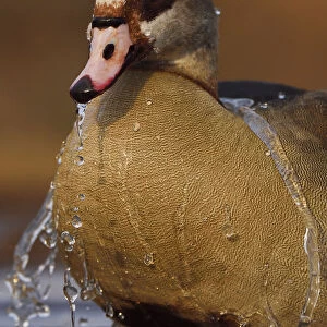 Egyptian goose (Alopochen aegyptiacus) bathing, Zimanga Private Nature Reserve, KwaZulu Natal