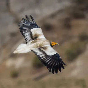 Egyptian vulture in flight print, Rajasthan, India Egyptian vulture in flight print, Rajasthan, India