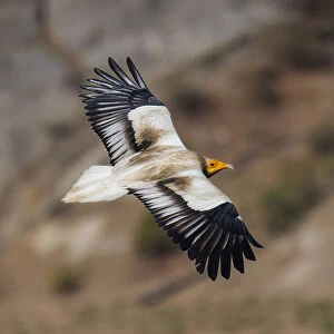 Egyptian vultureA(Neophron percnopterus), in flight, Rajasthan, India