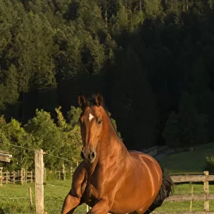 An Einsiedler / Swiss warmblood mare (Equus caballus) cantering, Schwyz, Switzerland