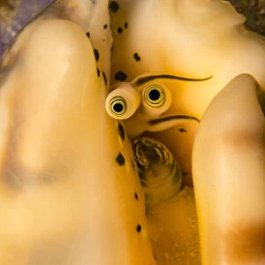 Elegant conch (Lentigo pipus) close up of eye stalks, Philippines