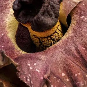 Elephant foot yam (Amorphophallus paeoniifolius) one of largest flowers in the world