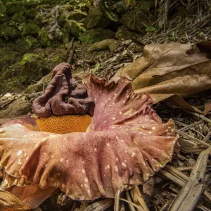 Elephant foot yam (Amorphophallus paeoniifolius) one of largest flowers in the world Elephant foot yam (Amorphophallus paeoniifolius) one of largest flowers in the world