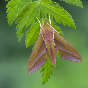 Elephant hawk-moth (Deilephila elpenor). Released from captivity, larvae collected previous year