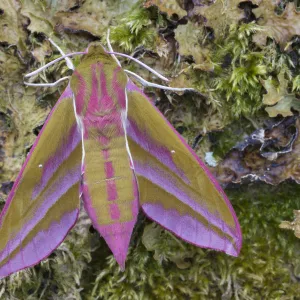 Elephant hawkmoth (Deilephila elpenor) Peak District National Park, Derbyshire, UK. June