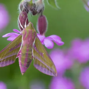 Elephant Hawkmoth (Deilephila elpenor), Peak District National Park, Derbyshire, UK Elephant Hawkmoth (Deilephila elpenor), Peak District National Park, Derbyshire, UK