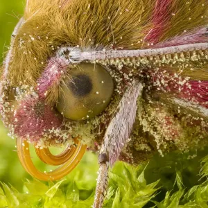 Elephant Hawkmoth Print: Close-up Head with Pollen Grains Elephant Hawkmoth Print: Close-up Head with Pollen Grains