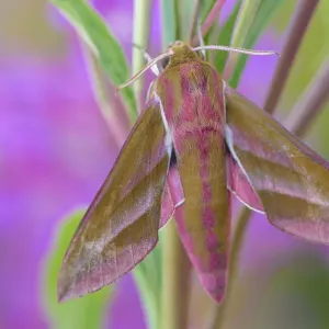 Elephant hawkmoth (Deilephila elpenor) resting on foodplant of caterpillar, Rosebay Willowherb Elephant hawkmoth (Deilephila elpenor) resting on foodplant of caterpillar, Rosebay Willowherb
