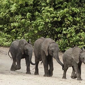 Elephant (Loxodonta africana) three calves walking down to Chobe River, Etosha National Park