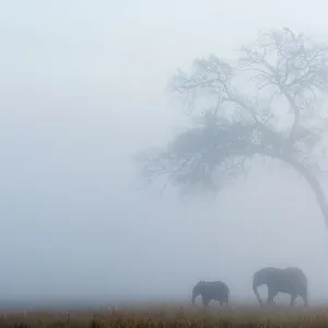 Elephant female and calf under tree in rain, Masai-Mara game reserve Print Elephant female and calf under tree in rain, Masai-Mara game reserve Print