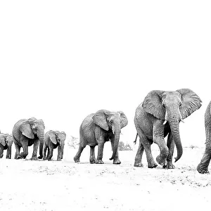 Elephant (Loxodonta africana) herd walking in a line, Etosha National Park, Namibia