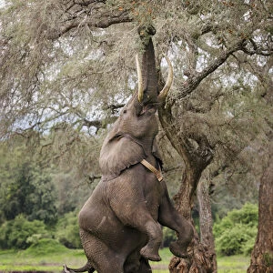 Elephant (Loxodonta africana), male standing on hind legs to reach acacia pods with Cattle egrets