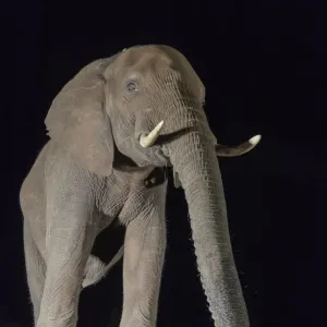 African Elephant Print at Night, Zimanga Reserve African Elephant Print at Night, Zimanga Reserve