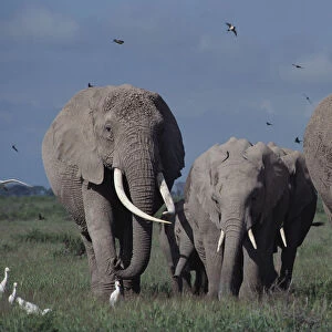 Elephants (including Echo & Ella of Cynthia Moss EB family study group) Amboseli NP