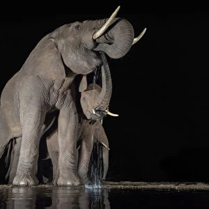 Elephants (Loxodonta africana) at waterhole drinking at night, Zimanga Private Game Reserve