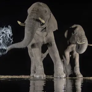 African Elephant Print: Nighttime Waterhole Scene African Elephant Print: Nighttime Waterhole Scene